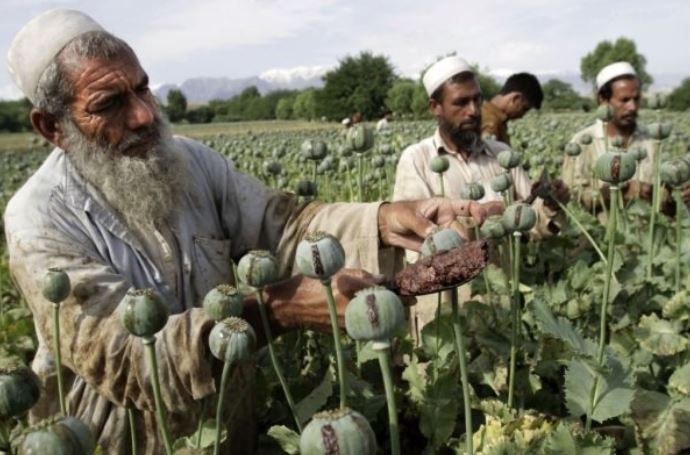 محمد افلاکی  و کشور افغانستان