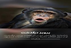 پرویز درگذشت,شامپانزه