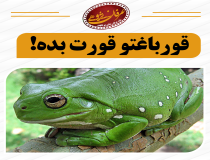 فریب‌های مدعیان قانون جذب